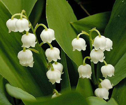 Lilies of the valley